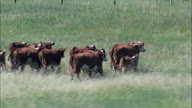 Driving Cattle Across The Grassland
