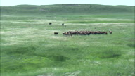 Driving Cattle Across The Grassland
