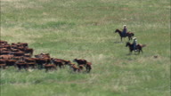 Driving Cattle Across The Grassland