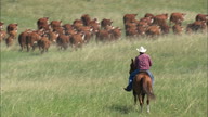 Driving Cattle Across The Grassland