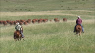 Driving Cattle Across The Grassland