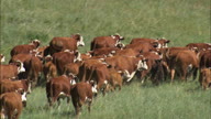Driving Cattle Across The Grassland