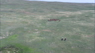 Driving Cattle Across The Grassland