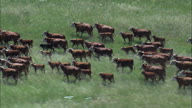 Driving Cattle Across The Grassland