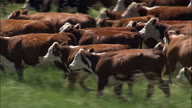 Driving Cattle Across The Grassland