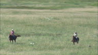 Driving Cattle Across The Grassland