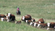 Driving Cattle Across The Grassland