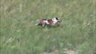 Driving Cattle Across The Grassland